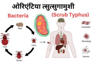 जीवाणु (Orientia tsutsugamushi)